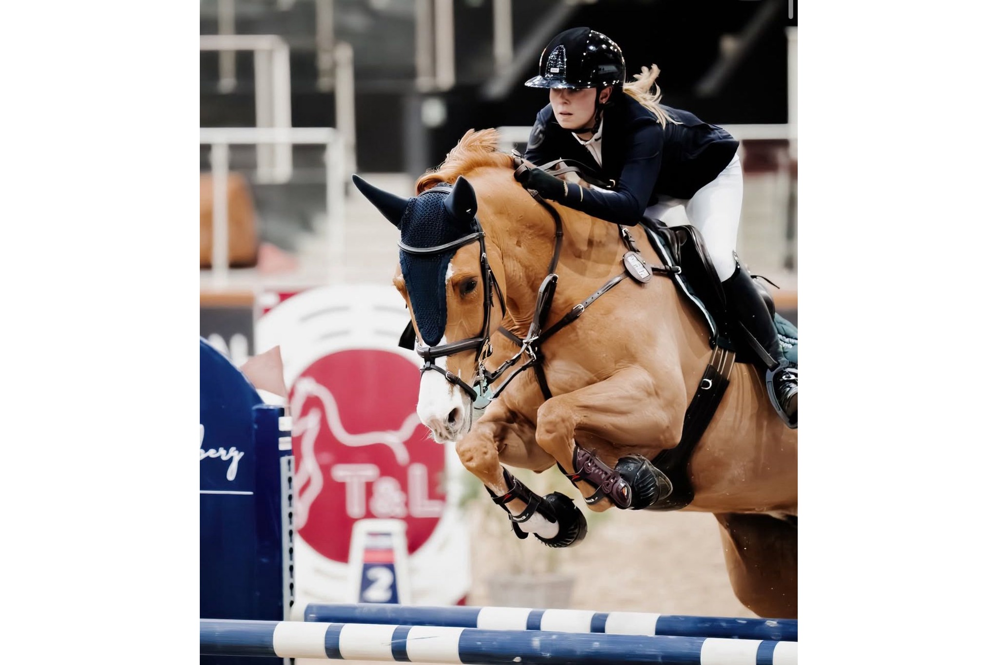 Harley Retires to Stud